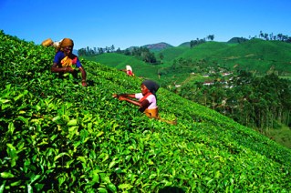 Source: http://realvoyages.com/South_India_Extensive.aspx